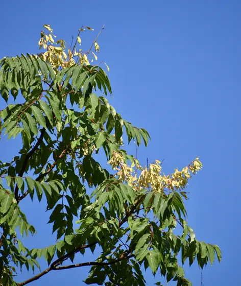 Ailanthus altissima — port de la plante