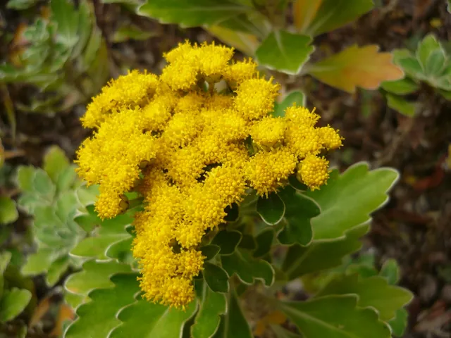 Ajania pacifica — floraison