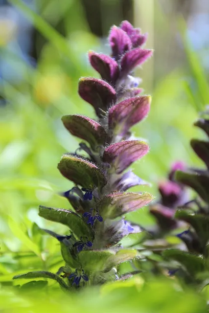 Ajuga pyramidalis — floraison