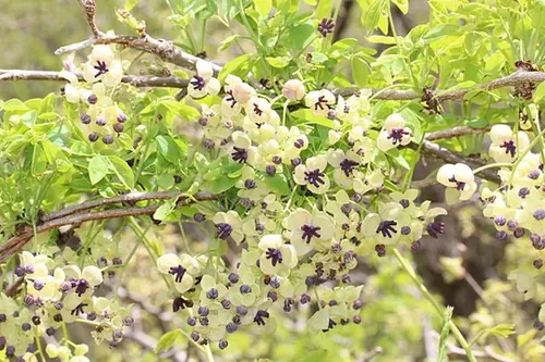 Akebia quinata — floraison