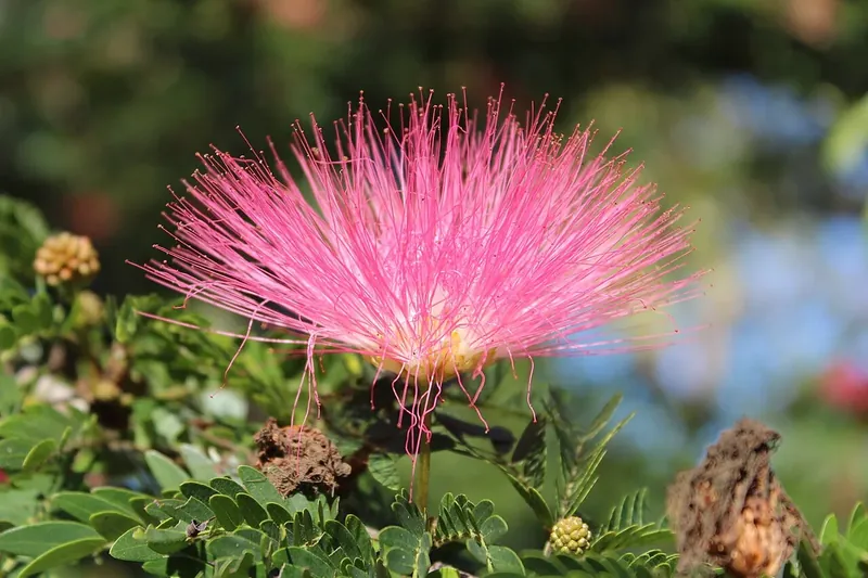 Fleur rose de l’albizia et ses fines étamines