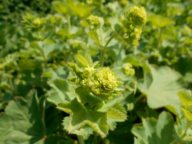 Alchémille — Alchemilla mollis