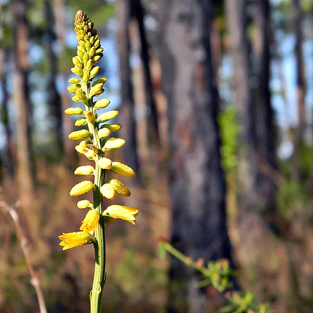 Aletris lutea — floraison