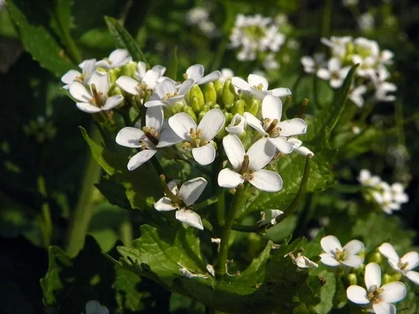 Alliaria petiolata — floraison