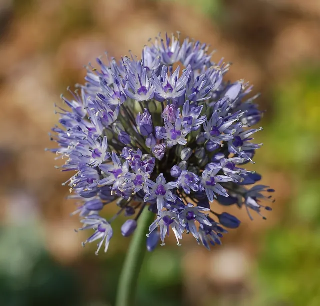 Allium caeruleum — floraison