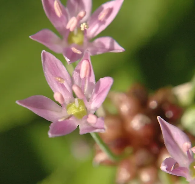 Allium canadense — floraison