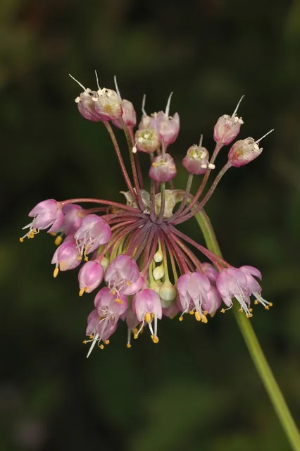 Allium cernuum — floraison