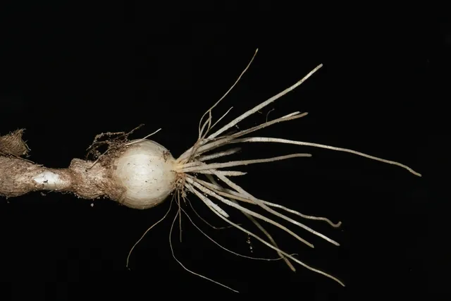 Allium cuthbertii — photographie botanique
