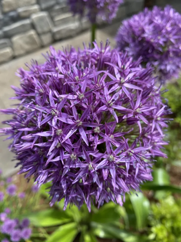 Allium géant — Allium giganteum