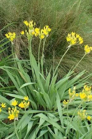 Allium moly — port de la plante