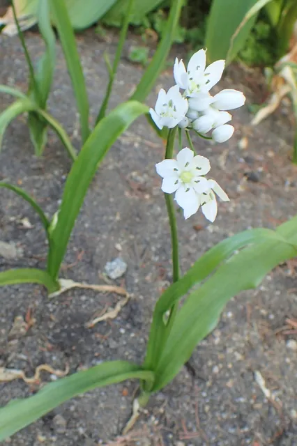 Allium neapolitanum — floraison