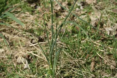 Allium vineale — port de la plante