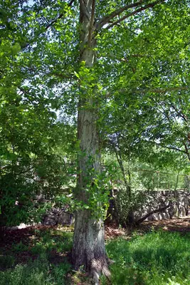 Alnus hirsuta — port de la plante