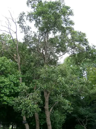 Alnus japonica — port de la plante
