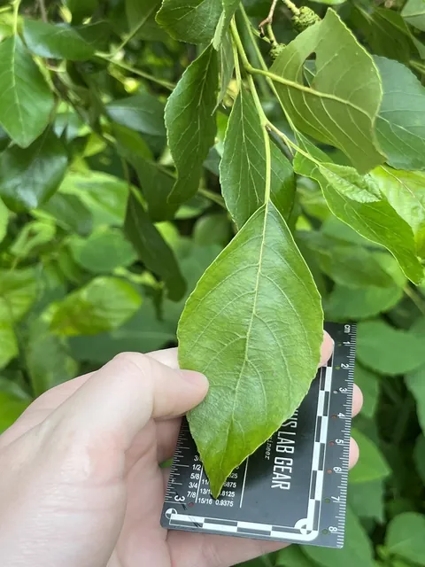 Alnus maritima — feuillage