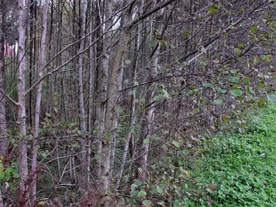 Alnus × pubescens — port de la plante