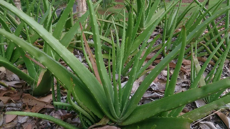 Aloe vera — Aloe vera