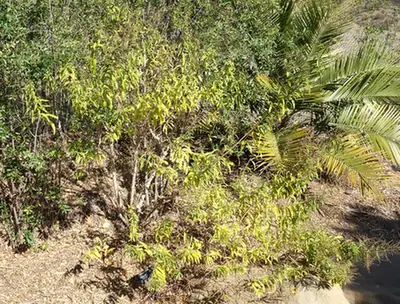 Aloysia citriodora — port de la plante