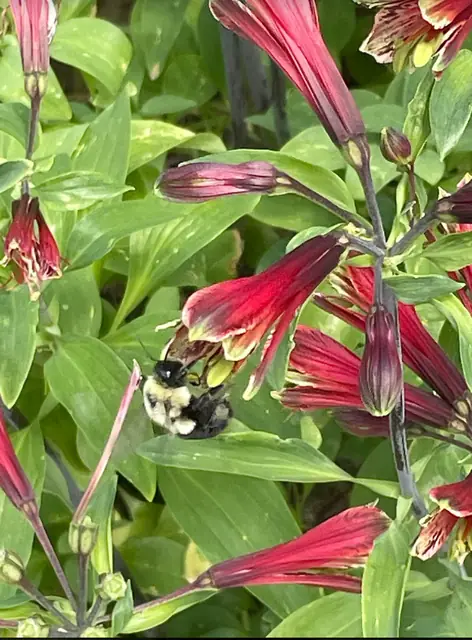 Alstroemeria psittacina — floraison
