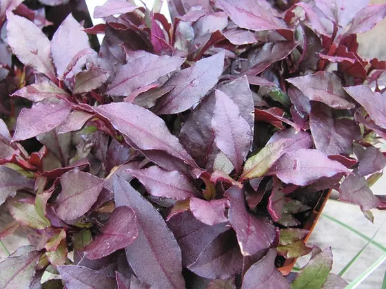 Alternanthera dentata — photographie botanique