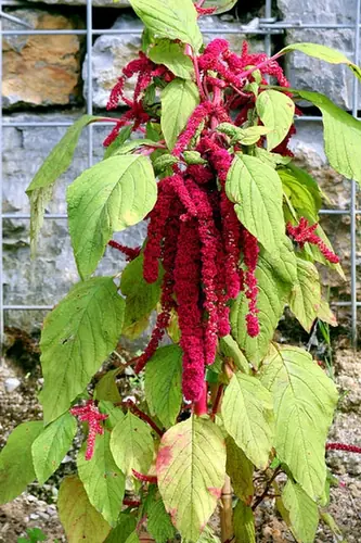 Amaranthus caudatus — photographie botanique