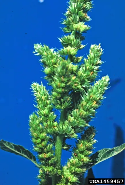 Amaranthus retroflexus — floraison