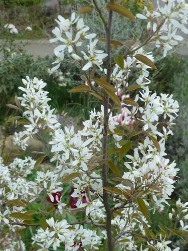 Amelanchier × lamarckii — floraison