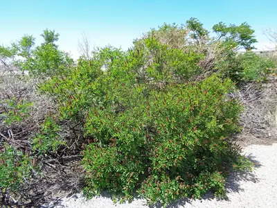Amorpha fruticosa — port de la plante