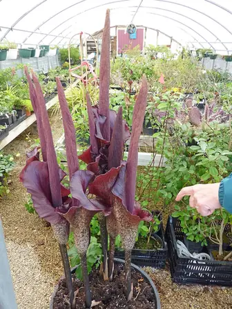 Amorphophallus konjac — port de la plante