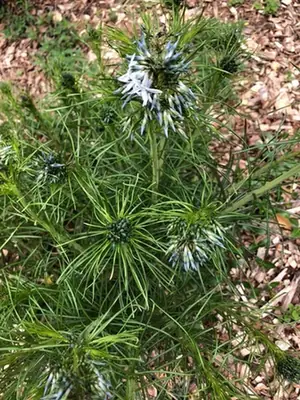 Amsonia hubrichtii — floraison