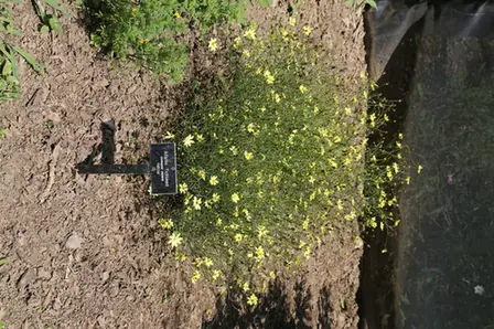 Anacis tripteris — floraison