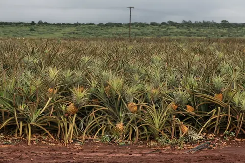 Ananas comosus — port de la plante