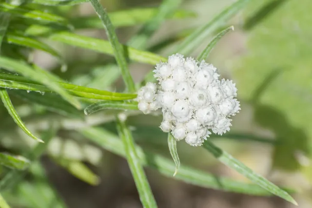 Anaphalis margaritacea — port de la plante