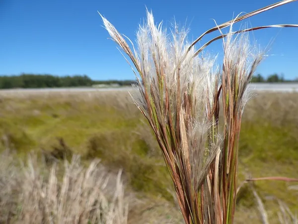 Anatherum glomeratum — photographie botanique