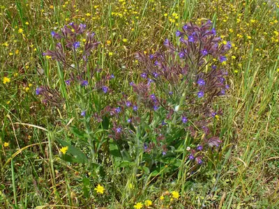 Anchusa azurea — port de la plante