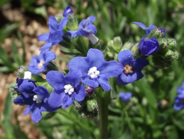 Anchusa capensis — floraison