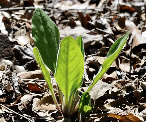 Andersonglossum virginianum — photographie botanique