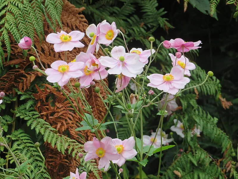 Anémone du Japon — Anemone hupehensis