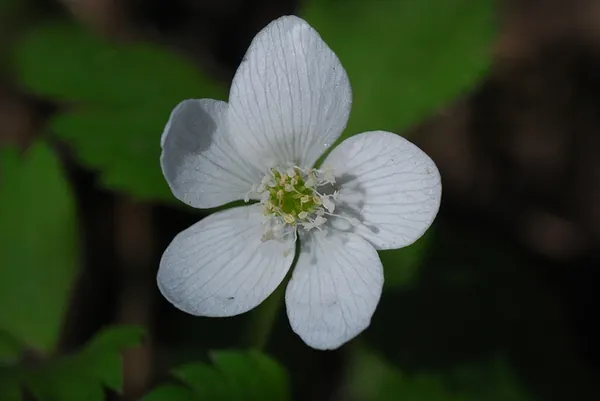 Anemonoides quinquefolia — floraison