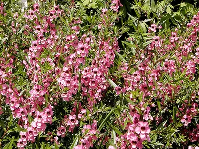 Angelonia angustifolia — photographie botanique