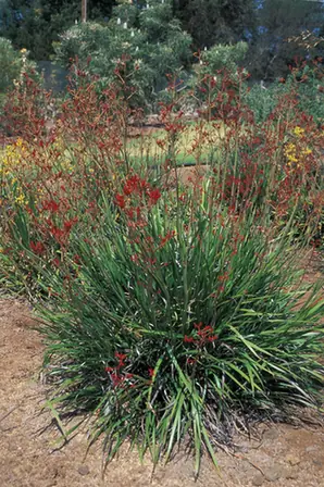 Anigozanthos flavidus — floraison