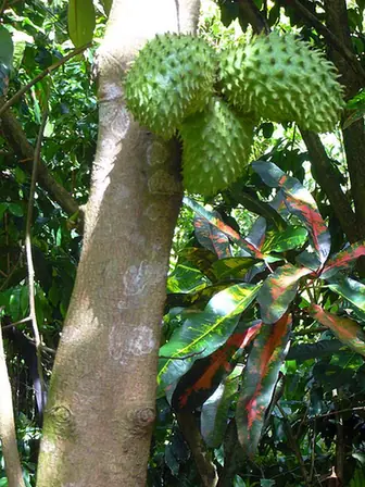 Annona muricata — photographie botanique