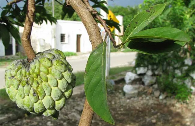 Annona squamosa — photographie botanique