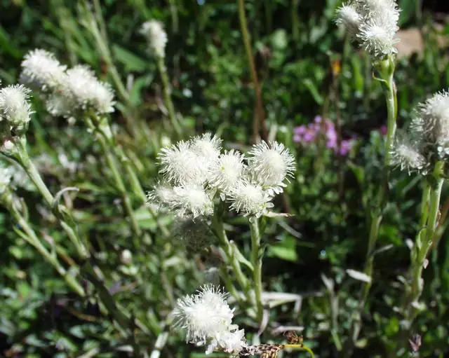 Antennaria dioica — floraison