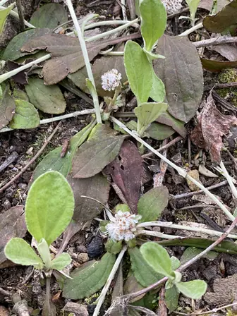 Antennaria solitaria — feuillage