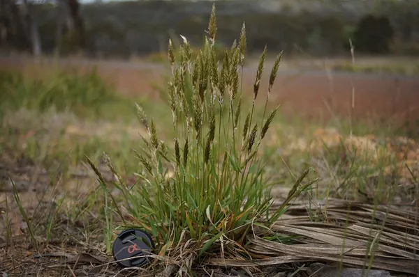 Anthoxanthum odoratum — port de la plante