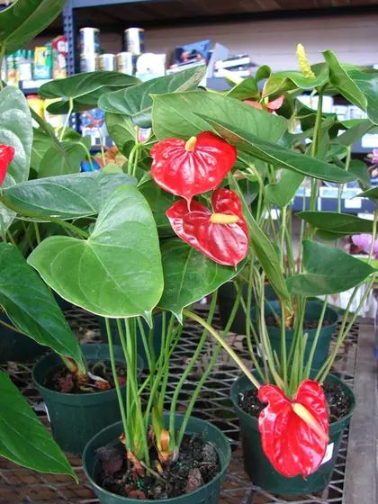 Anthurium andraeanum — port de la plante