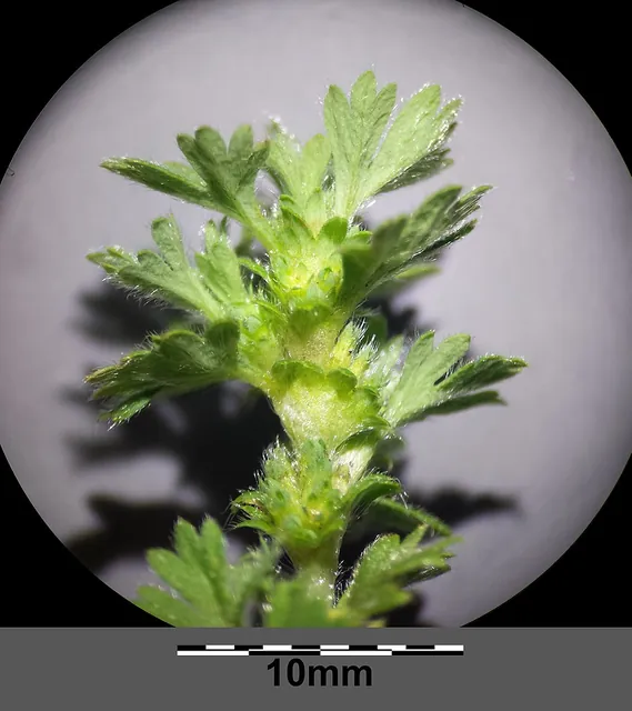 Aphanes arvensis — floraison