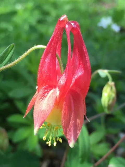 Aquilegia canadensis — floraison