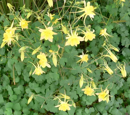 Aquilegia chrysantha — floraison